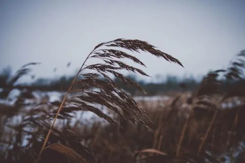 A reed that grows by the river on a cloudy cold day. Stock Photos