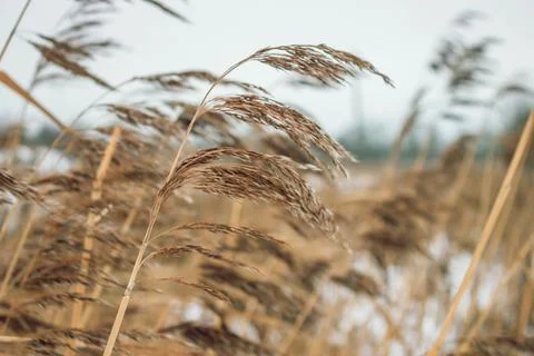 A reed that grows by the river on a cloudy cold day. Stock Photos