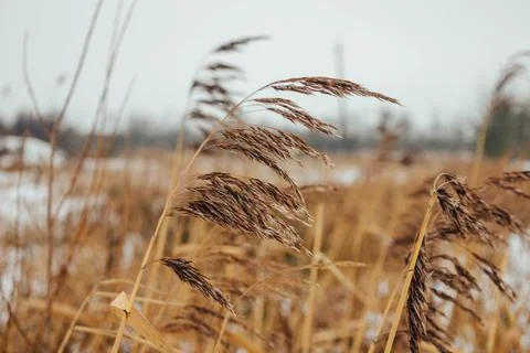 A reed that grows by the river on a cloudy cold day. Stock Photos