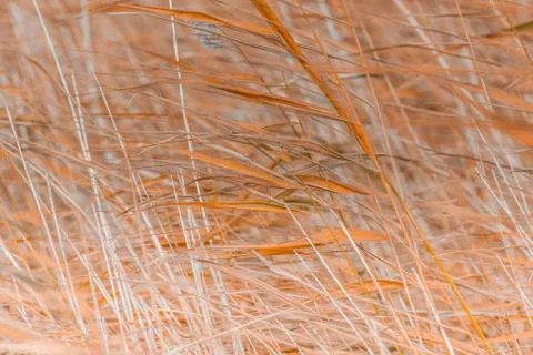 Reed growth closeup background pattern Stock Photos