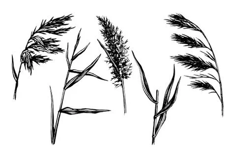 Reed Hand drawn sketch Stock Illustration