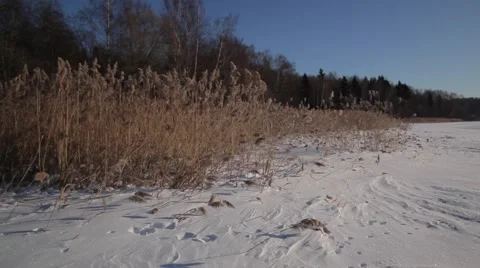 Reed on ice Video stock 49207284