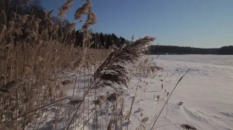 Reed on ice Video stock 49207387