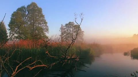 Reed island Видео 51236273