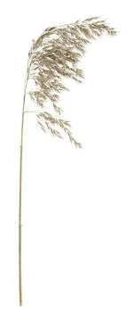 Reed isolated on white background Stock Photos
