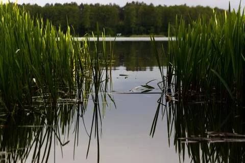 The reed at the lak Stock Photos