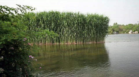 Reed in the lake Video stock 755379