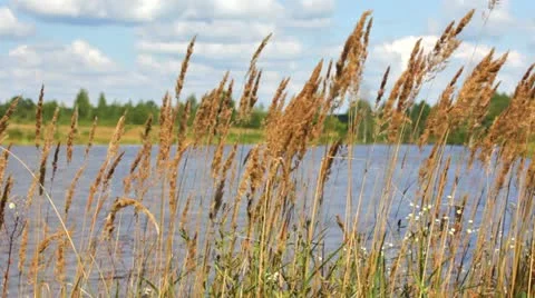 Reed on Lake Video stock 20518399