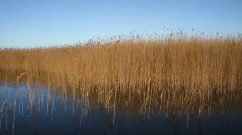 Reed lake. Stockbeeldmateriaal 32451408