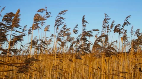 Reed lake. Stockbeeldmateriaal 32451419