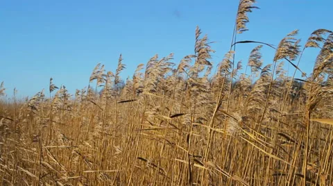 Reed lake. Stockbeeldmateriaal 32451442