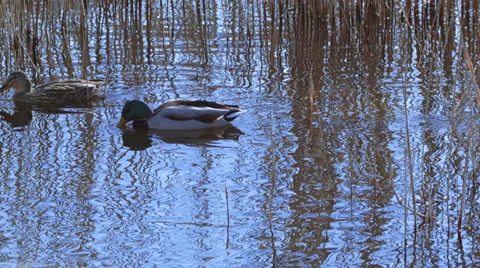 Reed in the lake Video stock 35886413