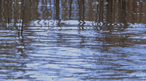 Reed in the lake Vídeo Stock 35906816