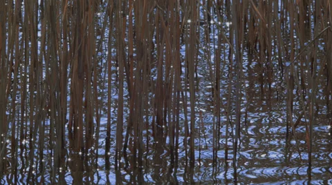 Reed in the lake Stock Footage 35908002