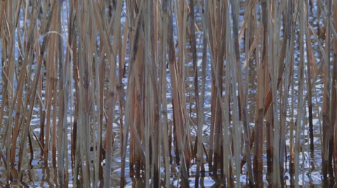 Reed in the lake Stock Footage 35908256