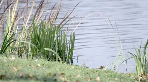 Reed by the Lake Video stock 36053033
