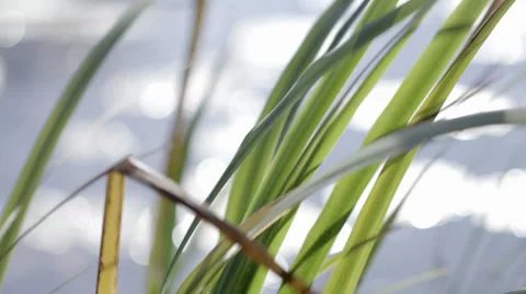 Reed by the Lake Stock Footage 36053266