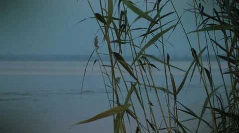 Reed on the lake Video stock 57031050