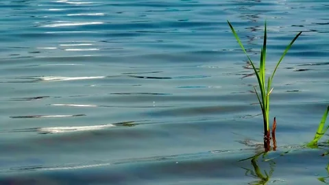 Reed in a lake Stock Footage 72212135