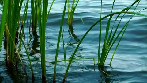 Reed in a lake Stock Footage 72212139