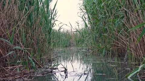Reed on Lake, Low Angle Stock Footage 155599408