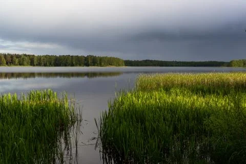 The reed at the lake Stock Photos