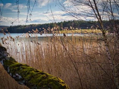Reed at the lake of the sewage fields Stock Photos