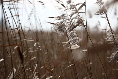 Reed landscape Stock Photos