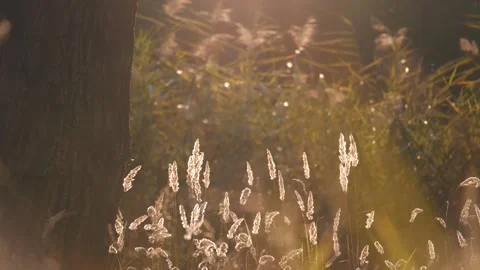 Reed landscape sunset.Nature background. Autumn landscape at sunset. Scenic view Video stock 252109191