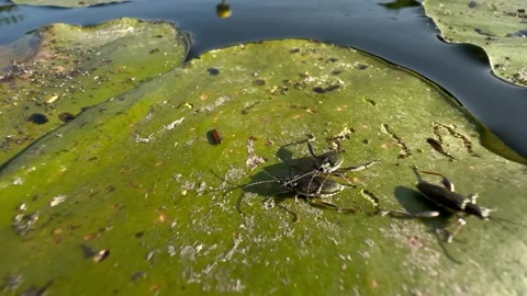 Reed Leaf Beetles Mating on Water Lily Pad, Macro Wetland Insect Behavior Stock Footage 338268561