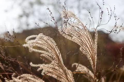Reed leaf swaying in the wind Stock Photos