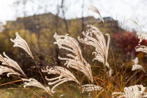 Reed leaf swaying in the wind Stock Photos