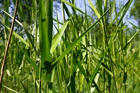 Reed leaves in the background Stock Photos