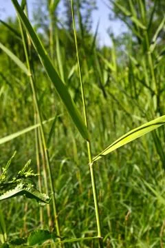 Reed leaves in the background Stock Photos