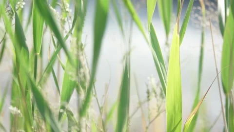 A Reed Leaves Stock-Footage 146627166