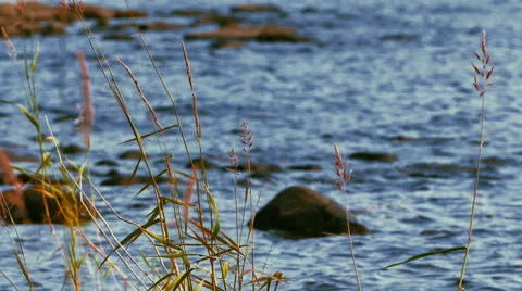 Reed Leaves With Lake at Background Stock Footage 59657836