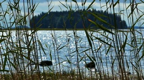 Reed Leaves With Lake at Background Stock Footage 59662811