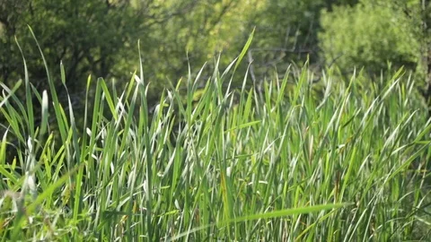 Reed leaves swinging Vídeo Stock 83492346