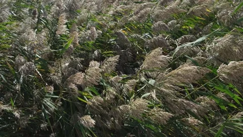 A reed lit by sunlight, swaying in the wind. Natural background. Stock Footage 163120310