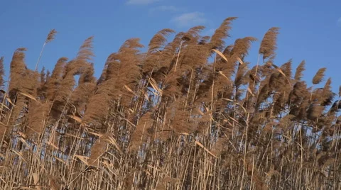REED LOOKS LIKE BROOM. Stock Footage 59980501