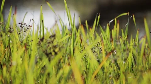 Reed mace grass fluctuation on a wind near the river Stock Footage 41252836