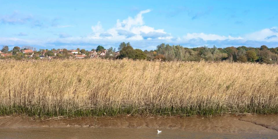 Reed marsh Stock Photos
