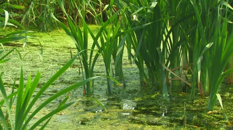 Reed on the marshy pond. Stock Footage 27149666