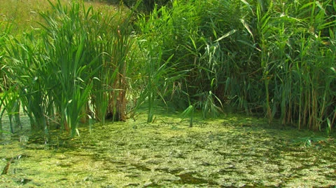 Reed on the marshy pond. Stock Footage 27193352