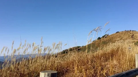 The reed mountain: Stockbeeldmateriaal 80149469