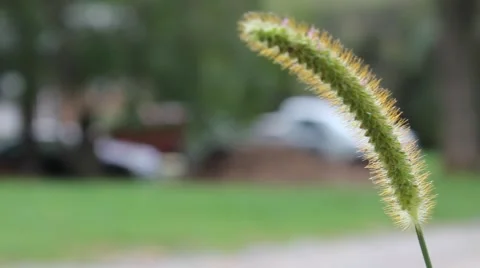 Reed moves in the breeze Stock Footage 44445214