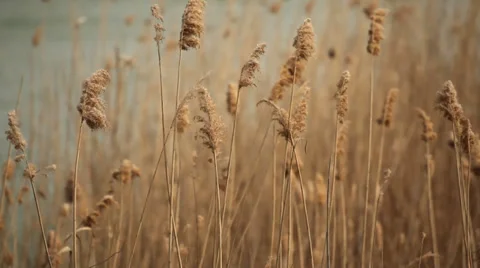 Reed moving gently in the wind. Stock Footage 39645384