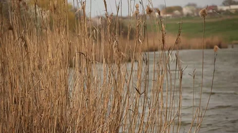 Reed moving gently in the wind. Stock Footage 39645975