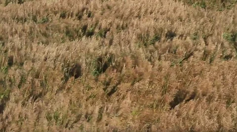Reed moving in a heavy storm in fall Stock-Footage 56402452