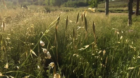 Reed moving in the sunset Stock Footage 109067662